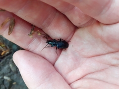 Pterostichus cristatus