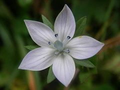 Lomatogonium carinthiacum