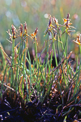 Carex microglochin