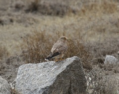Falco rupicoloides