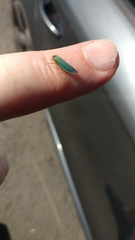 Cicadella viridis