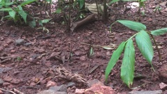 Polyura