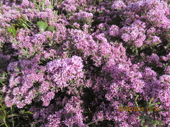 Amphithalea ericifolia ericifolia