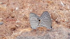 Jamides celeno aelianus