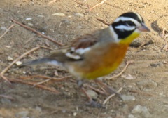 Emberiza flaviventris flaviventris