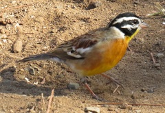 Emberiza flaviventris flaviventris
