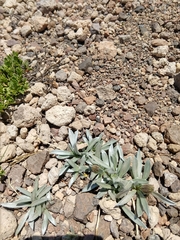 Raillardella argentea