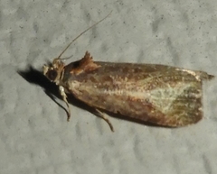 Olethreutes inornatana