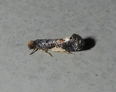 Monopis spilotella