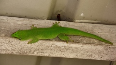 Phelsuma grandis