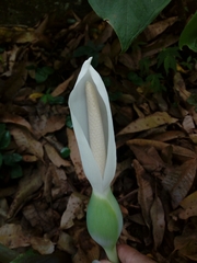 Xanthosoma wendlandii