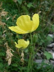 Papaver alpinum