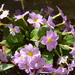 Primula vulgaris rubra - Photo (c) Brian Pettinger, algunos derechos reservados (CC BY-NC-SA)