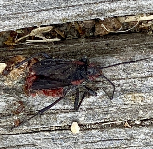 iNaturalist observation photo of Red-shouldered Bug
