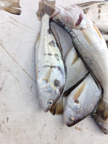 Blotched croaker (Nibea maculata) — Sciaenidae — 4