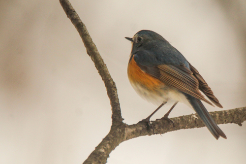 Ruiseñor coliazul (Tarsiger cyanurus)