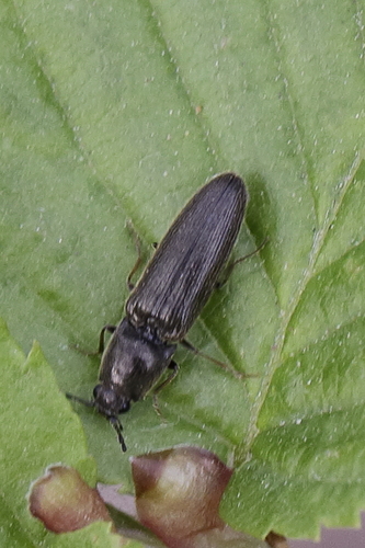 Nothodes parvulus
