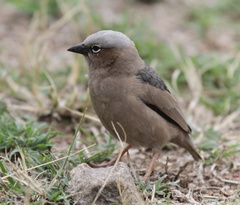Pseudonigrita arnaudi
