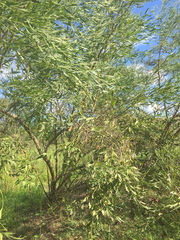 Myricaceae