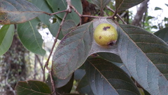 Psidium guineense
