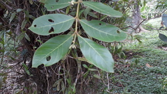 Psidium guineense