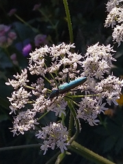 Aromia moschata moschata