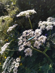Aromia moschata moschata