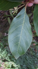 Psidium guineense