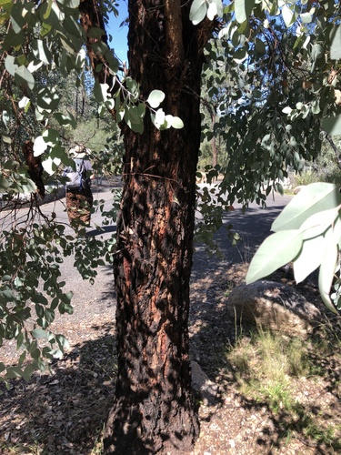 Eucalyptus caleyi, photograph 4