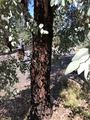 Eucalyptus caleyi, photograph (c) Samuel Frankel, some rights reserved (CC BY)