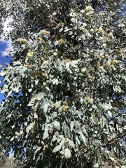 Eucalyptus caleyi, photograph (c) Samuel Frankel, some rights reserved (CC BY)
