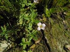 Gratiola officinalis