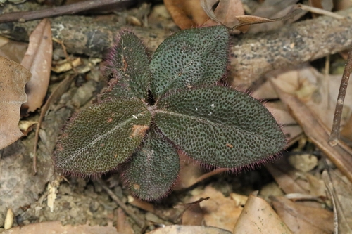 Ardisia mamillata, photograph 2