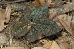 Ardisia mamillata, photograph author not stated, no rights reserved