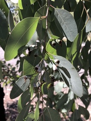 Eucalyptus caleyi, photograph (c) Samuel Frankel, some rights reserved (CC BY)