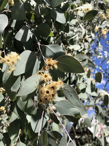 Eucalyptus caleyi, photograph 6