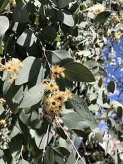 Eucalyptus caleyi, photograph (c) Samuel Frankel, some rights reserved (CC BY)