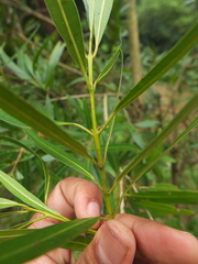 Calophyllum pascalianum