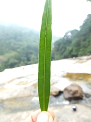 Calophyllum pascalianum