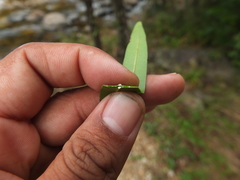 Calophyllum pascalianum