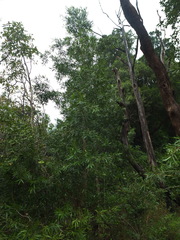 Calophyllum pascalianum