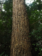 Calophyllum pascalianum
