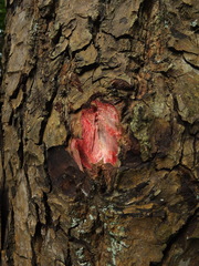 Calophyllum pascalianum