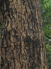 Calophyllum pascalianum