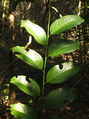 Casearia ovata
