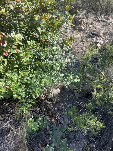 Image of Fraxinus dipetala by no rights reserved
