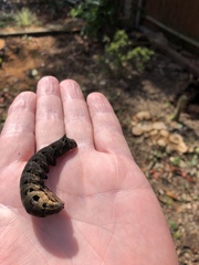 Deilephila elpenor