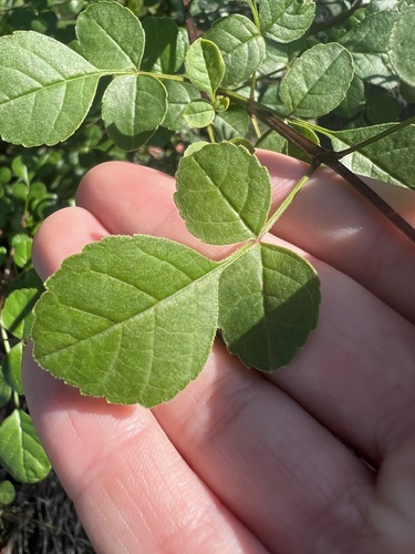 Image of Fraxinus dipetala by no rights reserved