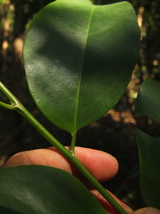 Casearia ovata