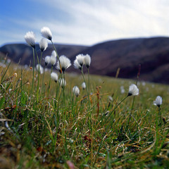 Eriophorum callitrix